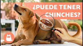 CHINCHES en PERROS 🐶🪳 Picadura Síntomas y Tratamiento [upl. by Heymann76]