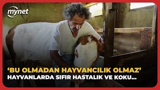 Bu olmadan hayvancılık olmaz diyor Hayvanlarda yüksek doğurganlık sıfır hastalık ve koku [upl. by Laehcim]