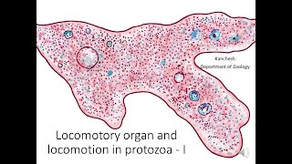 7 Locomotory organelles and Locomotion in protozoa PartI [upl. by Karola]