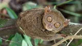 Tarsier at Bohol Island Philippines [upl. by Akived]