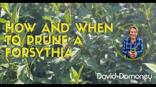 When And How To Prune Your Forsythia Shrub With David Domoney [upl. by Ancel]