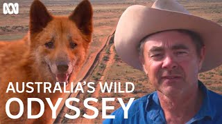 The longest fence in the world  Australias Wild Odyssey  ABC TV  iview [upl. by Ardeth469]