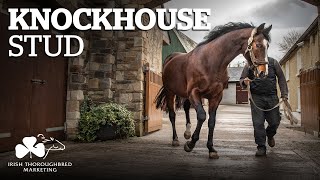 ITM Irish Stallion Showcase 2021  Knockhouse Stud [upl. by Yentirb159]