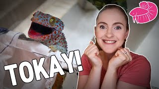 Tokay Gecko Unboxing TWO Angry Adorable DEMON Lizards [upl. by Ecitsuj]