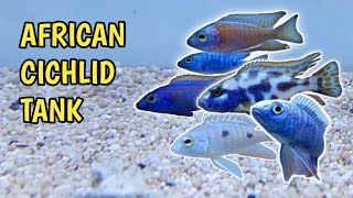 AFRICAN CICHLID TANK  MALAWI HAPS CICHLID Pelihara Ikan Siklid dari Afrika [upl. by Acinehs295]