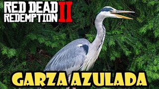 Donde encontrar la GARZA AZULADA en Red Dead Redemption 2✔️ [upl. by Trah]