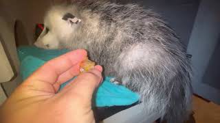 Opossum enjoys fresh fruit [upl. by Deehan]