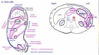 Tracing the peritoneum in sections  simplified [upl. by Kenwood682]