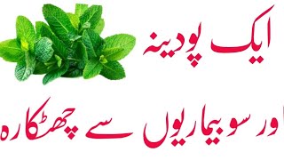 Spearmint tea benefits in urdu hindi  Mantasha tv [upl. by Boykins]