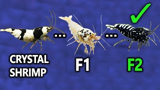 How to breed Pinto from Crystal Shrimp [upl. by Bradford]