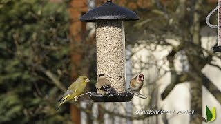 Pourquoi nourrir les oiseaux du jardin en hiver   Truffaut [upl. by Sontich106]