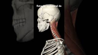 Rotação ipsilateral de pescoço medicina anatomia anatomy anatomiaclinica anatomiapratica [upl. by Drawyah]