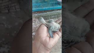 Hand feeding se Chicks ko kaise bada kare [upl. by Ahsenaj]