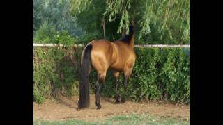 AQHA Buckskin Western Pleasure Stallion [upl. by Greenburg]