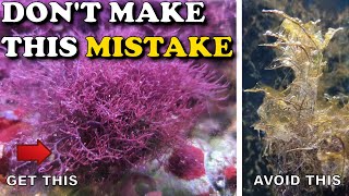 Biggest MISTAKE for Keeping Macroalgae in a PLANTED REEF [upl. by Galitea]