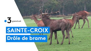 Le brame du cerf au parc animalier de SainteCroix [upl. by Petula954]