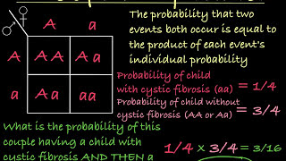 Probabilities and Punnett Squares [upl. by Machutte]