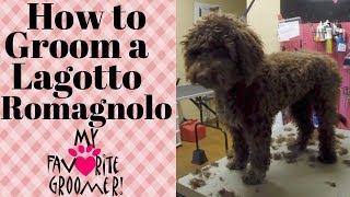 Grooming a Lagotto Romagnolo [upl. by Bab939]