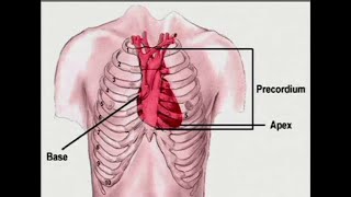 What is Precordium [upl. by Deirdra181]