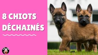 8 Adorables Bébés Malinois Charbonnés qui Jouent ces Chiots Malinois ont 6 semaines [upl. by Maryanna]