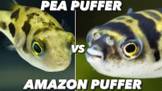 Amazon Puffer Vs Pea Puffer  What Small Freshwater Pufferfish Should You Get Dwarf Puffer Care [upl. by Cordey]