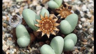 Succulent Seed Pod Opening [upl. by Nebuer]