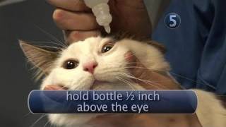 How To Apply Cat Eye Drops [upl. by Randal]