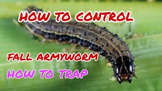 HOW TO CONTROL FALL ARMYWORM IN EASY WAY [upl. by Hourihan]