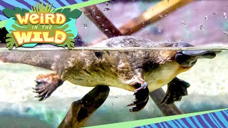 PLATYPUS The Weirdest Animal on Earth  WEIRD IN THE WILD [upl. by Ashford13]