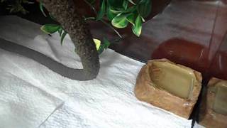 how to teach your crested gecko to drink from a water dish [upl. by Etennaej233]