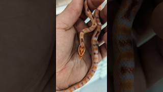 EXTREME This ERO Extreme Reverse Okeetee Corn Snake shows how impressive selecting breeding is [upl. by Sheedy]