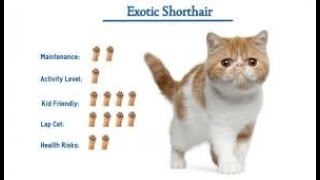 Top 10 Facts About Exotic Shorthair Cats [upl. by Heintz234]