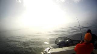 Vancouver Island Salmon  Port Hardy BC  A Huge ChinookKing Salmon [upl. by Mohandis666]