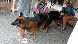 natural matting German shepherd Ang laki Ng male  panginay bulacaneduarddogshooter [upl. by Kling]