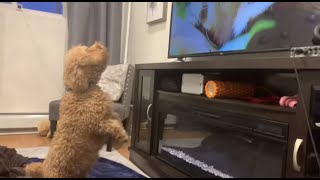 Mini Poodle DOG BARKING AT TV ANIMALS [upl. by Judenberg489]