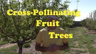 Cross Pollinating Fruit Trees  Traditional Method [upl. by Akedijn]