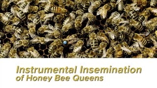 Instrumental Insemination Of Honey Bee Queens Techniques and Beekeeping Practices with Susan Cobey [upl. by Hermann343]