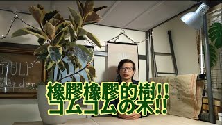 【看我伸縮自如的橡膠樹】橡膠樹介紹及布置  泥研植物所 [upl. by Idaline]