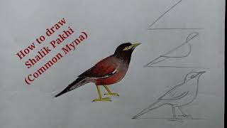 শালিক পাখি আঁকা How to draw Shalik Pakhi  Common Myna [upl. by Raclima]