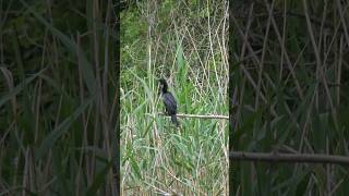 The bird that swims underwater to fish Little Cormorant or Microcarbo niger birdwatching wildlife [upl. by Burrill]