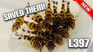 Huge L397 Spawn Saved Breeding for Profit Fish Room [upl. by Fisch]