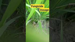 Best fungicide farming paddy crop agriculturerice [upl. by Jahdiel]