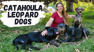 Meet Our Working Farm Dogs  Louisiana Catahoula Leopard Dogs [upl. by Naor]