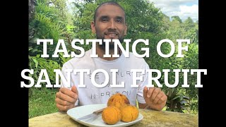 SANTOL  Tropical Fruit Taste Test [upl. by Kalinda852]