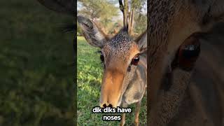 Dik Dik Facts That Will Blow Your Mind [upl. by Lilia459]