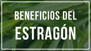 ESTRAGÓN 🌿 ¡¡Mejora la Digestión y mucho [upl. by Assert831]