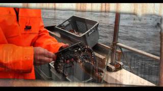 Creel fishing for lobster prawns and crabs in Scotland [upl. by Peatroy742]