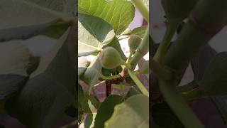 How I Grew My Own Injeer fig at Home fig injeer organic [upl. by Carina757]