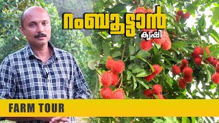 റംബൂട്ടാൻ കൃഷിയിലൂടെ വരുമാനം   Rambutan Krishi in Malayalam  Rambutan Farming  Kottayam [upl. by Aicemaj439]