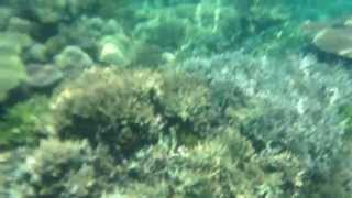 Crowning Glory Reef Snorkeling Culion Palawan Philippines [upl. by Russel]